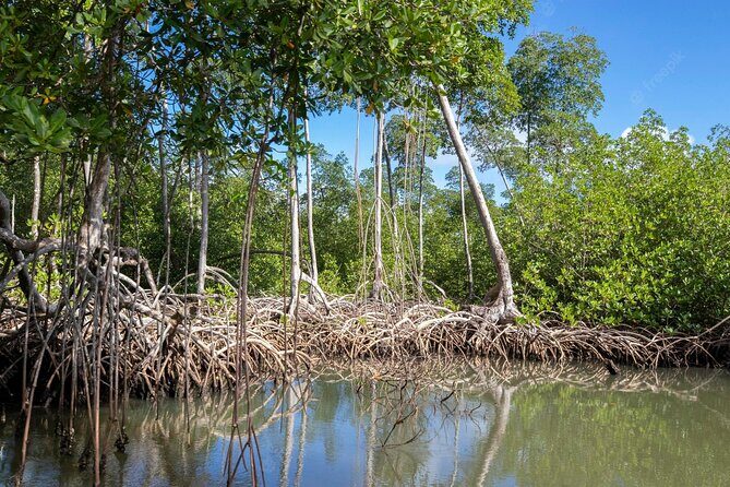 10-Hour Guided Tour of Samana and Bacardi Island Los Haitises - San Lorenzo Bay Views: The Cruising Portion That Makes the Park Worth It