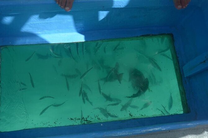3 hrs Glass Boat Tour in Punta Cana - Bavaro Beach Dolphin Stop: A 15-Minute Wildlife Moment