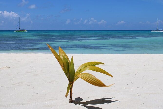 A Magical Day on Saona Island - Best for: who will love this excursion