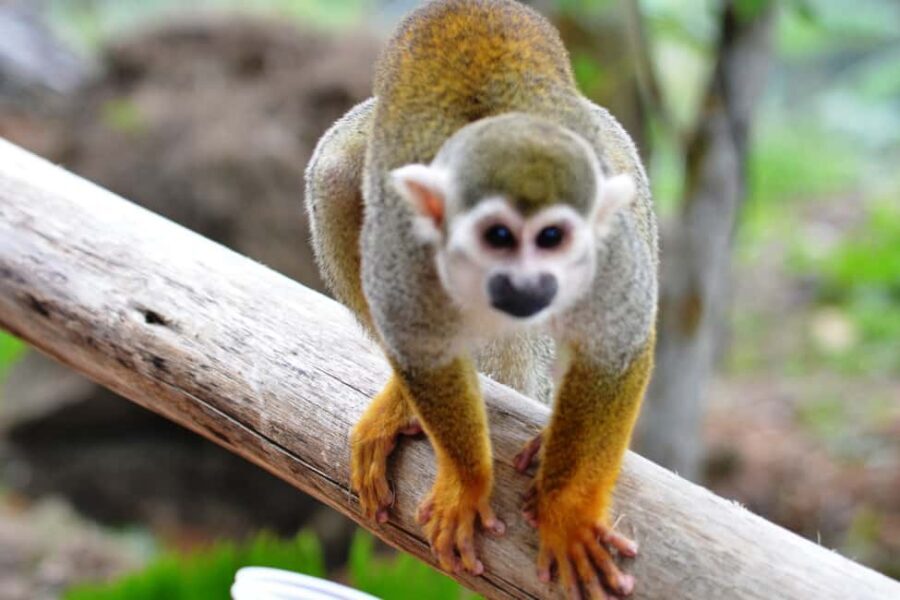 Bayahibe/La Romana: 4x4 Buggy and Monkeyland Tour - Key highlights worth planning around