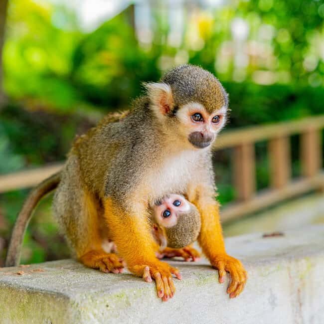 Bayahibe/La Romana: 4x4 Buggy and Monkeyland Tour - Getting picked up and making the day run smooth
