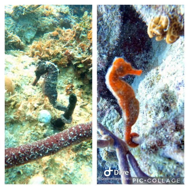 Bayahibe: Scuba Diving Initiation by Go Dive Bayahibe - Small-Group Safety: Why You’ll Feel Better Here