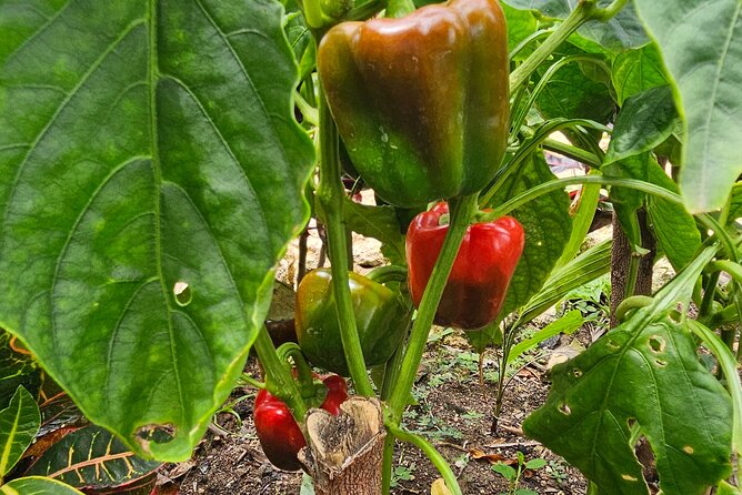 Buggy, horse and plantation ranch - A Hands-On Ranch Day in Macao: Coffee, Cocoa, Tobacco, and a Real Saddle Time