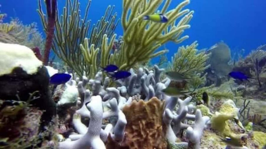 Catalina Island: Day Trip - Best Snorkeling! - Key points before you book