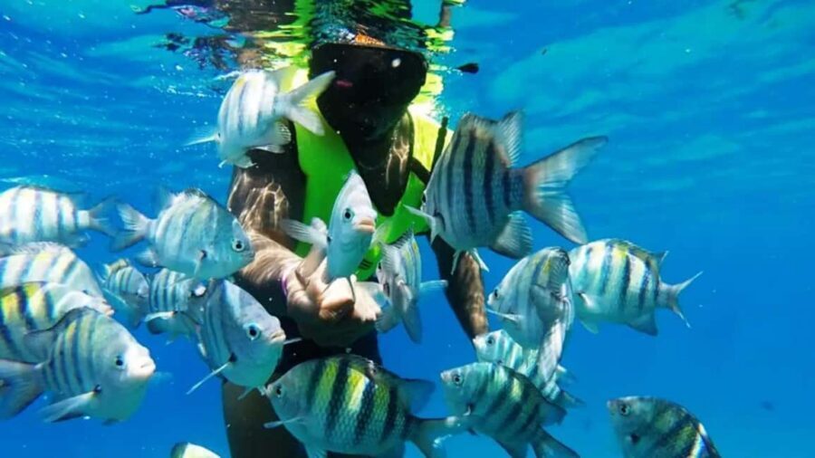 Catalina Island: Day Trip - Best Snorkeling! - The Wall snorkeling stop: the top-of-the-cliff reef