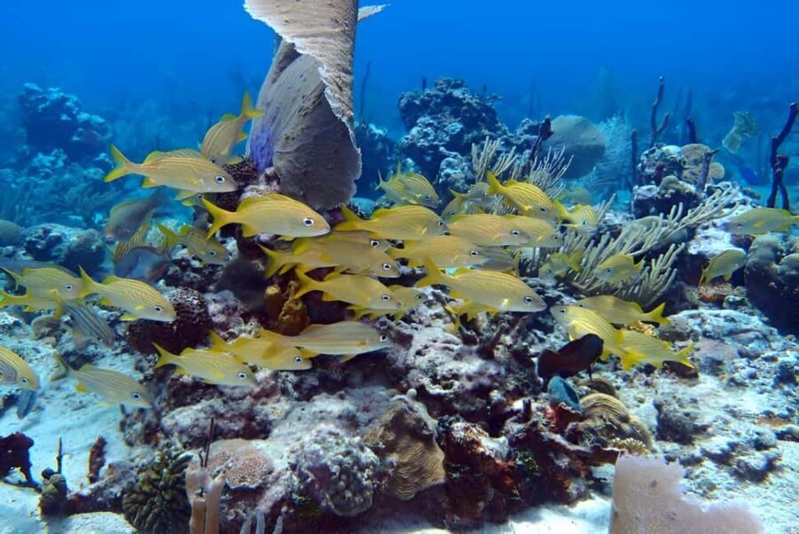 Catalina Island Full-Day Snorkeling + Lunch from Punta Cana - A 10.5-hour Catalina Island Day That Feels Like Two Trips