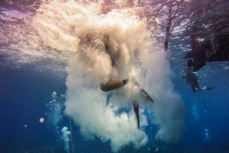 Catalina Island Scuba Diving Tour from Punta Cana - Should you book this Catalina Island scuba tour?