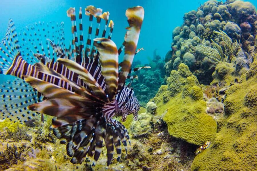Catalina Island Scuba Diving Tour from Punta Cana - Snorkel and relax: using the free beach hours well