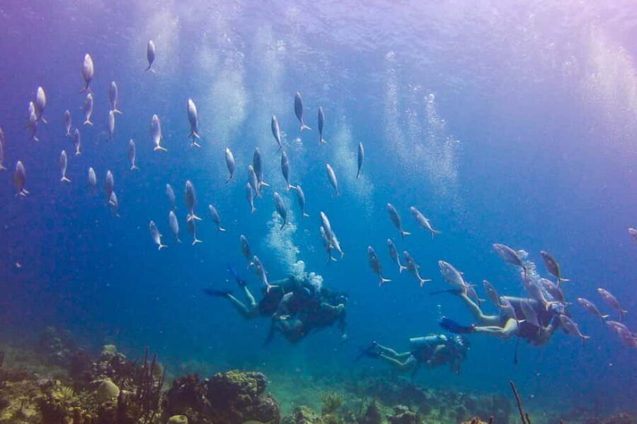 Catalina Island Scuba Diving Tour from Punta Cana - Price and value: is $175 a good deal?