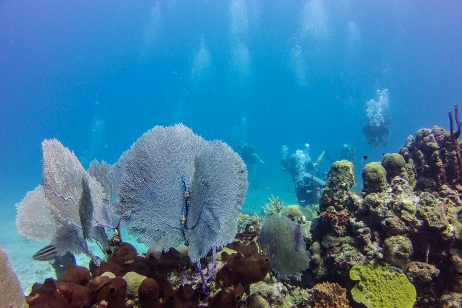Catalina Island Scuba Diving Tour from Punta Cana - Who this Catalina Island scuba day fits best