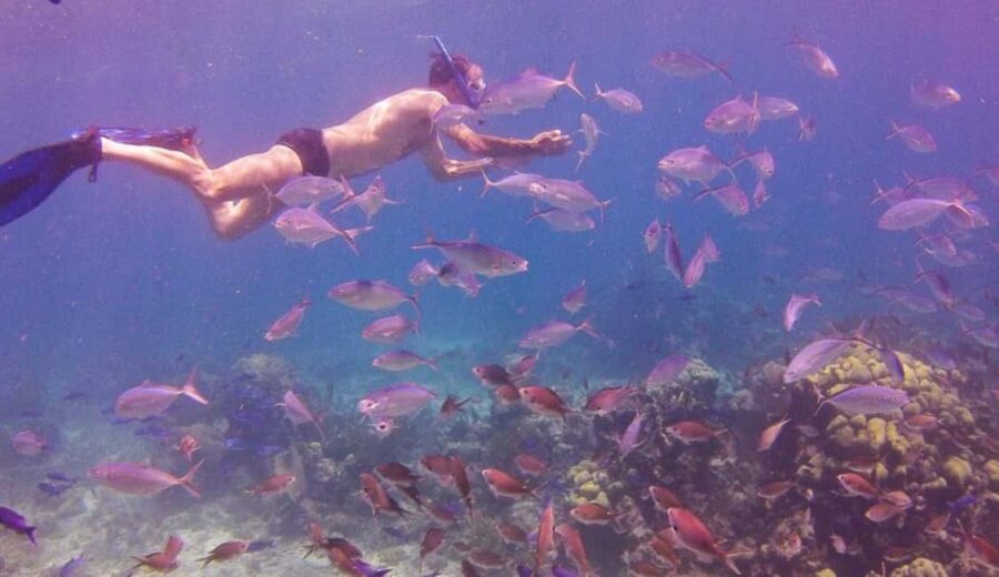 Catalina Island snorkeling Dominican Republic - Quick hits before you go