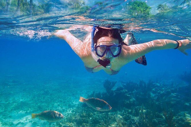Catalina Island & Snorkeling Tour - Price and value: what $90 really buys you