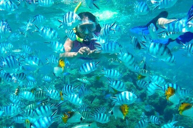 Catamaran Catalina Island Day Trip with Lunch - Snorkeling at The Wall: the highlight, and what you should bring