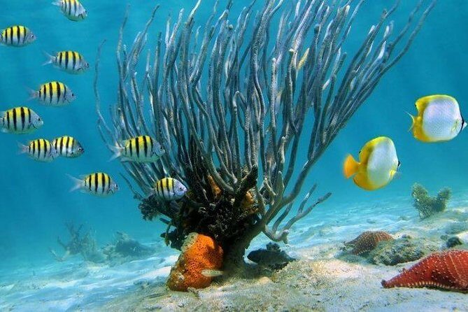 Catamaran Catalina Island Day Trip with Lunch - The ride back to La Romana and your return to Punta Cana
