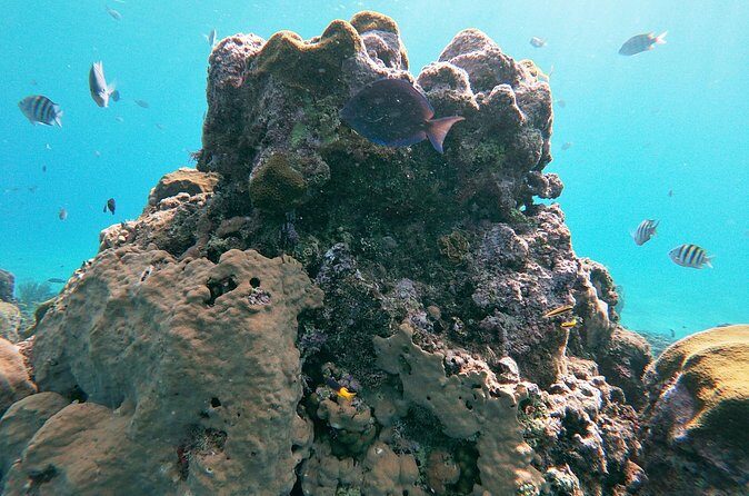 Catamaran Party Cruise with Snorkeling & BBQ - Drinks, Music, and the Social Side of Sosua