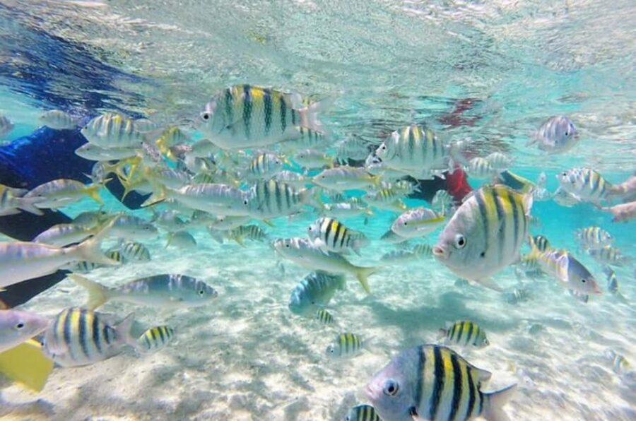 Cayo Arena: Paradise Island & Magroves Tour Private - Key Things You’ll Notice on This Cayo Arena and Mangroves Day