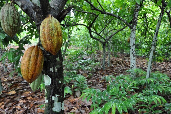 Cocoa & Artisan Chocolate Route with an Historical Tour in Puerto Plata City - A Cocoa-and-Chocolate Day That Connects Taste to Place