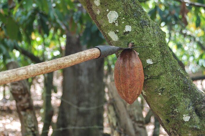 Cocoa & Artisan Chocolate Route with an Historical Tour in Puerto Plata City - Make Your Own Chocolate: The Most Tangible Part of the Day