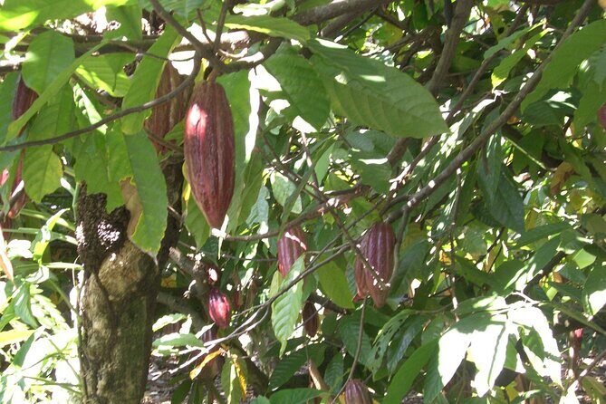 Cocoa & Artisan Chocolate Route with an Historical Tour in Puerto Plata City - Dominican Lunch on the Route: Don’t Skip the Fuel