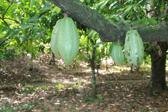 Cocoa & Artisan Chocolate Route with an Historical Tour in Puerto Plata City - Puerto Plata Historic Center: Amber Museum, Pink and Umbrella Streets, and the Cathedral