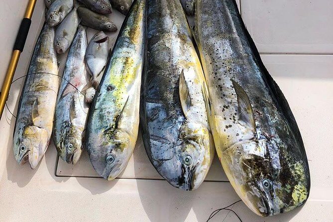 Deep Sea Fishing Tour - Hotel pickup, meeting points, and how to avoid morning headaches