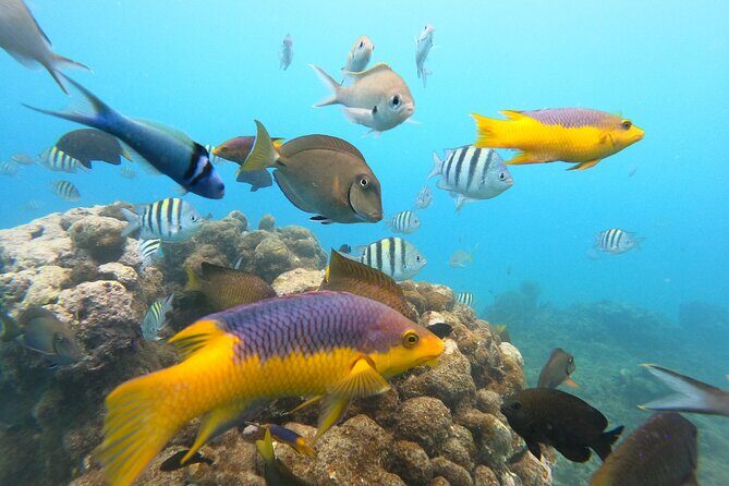 Discover Sosua's Underwater World & Beach Day - Stop 2: Sosua Bay Reef to Keep the Momentum Going