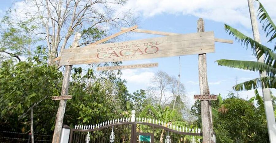 Dominican Republic: 3-Hour Chocolate Lovers Tour - Lunch included: a local break that keeps the tour from dragging