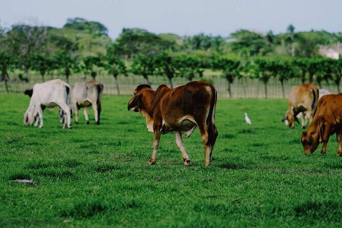 Dominican Republic Cultural Country Safari Tour from Punta Cana - Anamuya River and River Maimon: a breather from the driving