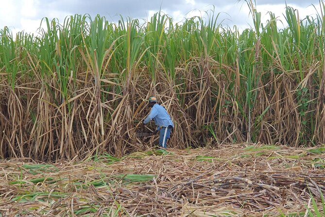 Dominican Safari Half Day... - Plantation areas: sugar cane, coffee, cocoa, and the “how it grows” feeling