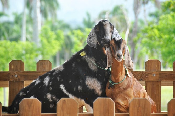 Eco Park Punta Cana by Marinarium Parks - Eco Park Punta Cana’s “farm zoo” vibe: what makes it work
