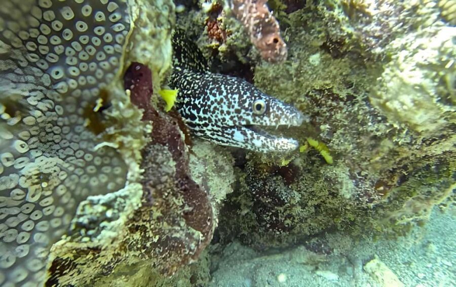 Experience the Exciting Caribbean Underwater World - 1 Hour Snorkeling: Equipment, Crew Help, and How to Maximize Fish Time