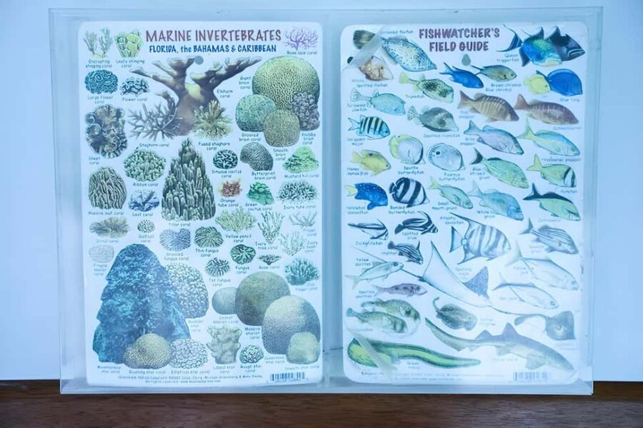 Experience the Exciting Caribbean Underwater World - Price and Value: What $49 Buys You in Real Terms