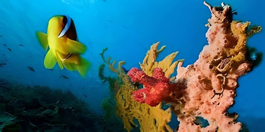Experience the Exciting Caribbean Underwater World - What to Bring (and What to Leave Out)
