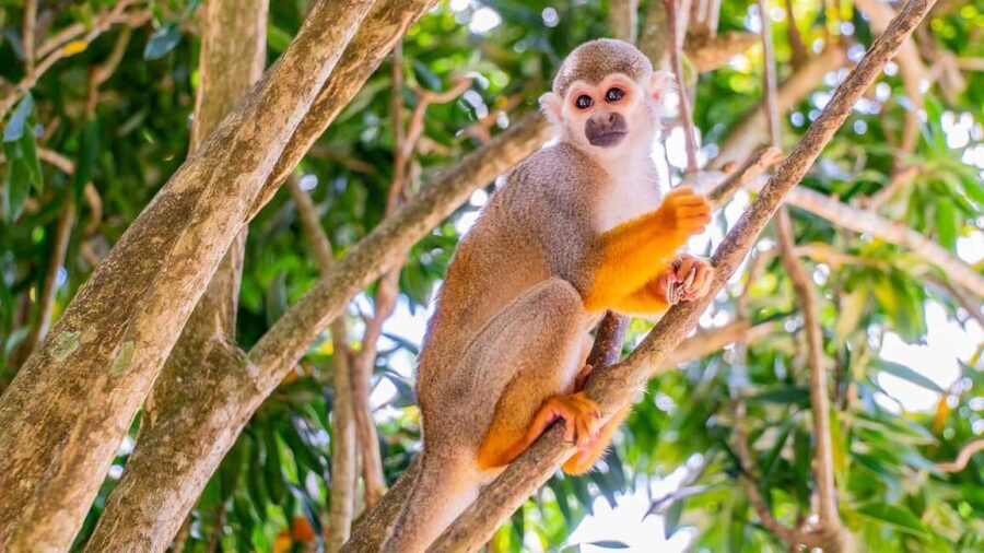 From Bayahibe: Half Day Monkeyland Safari - Monkeyland Safari from Bayahibe: Why This Feels More Personal
