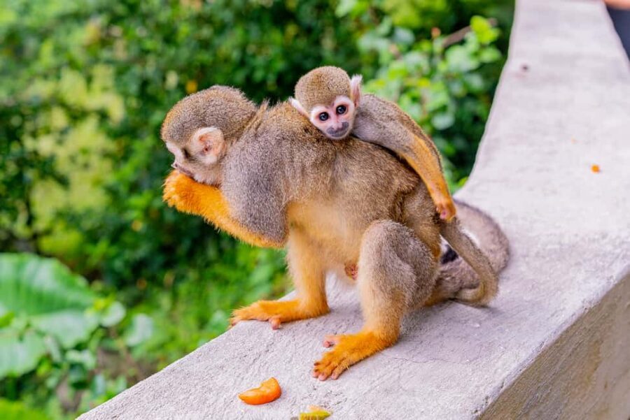 From Bayahibe: Half Day Monkeyland Safari - Practical Tips Before You Book: Clothes, Cameras, and Following Rules