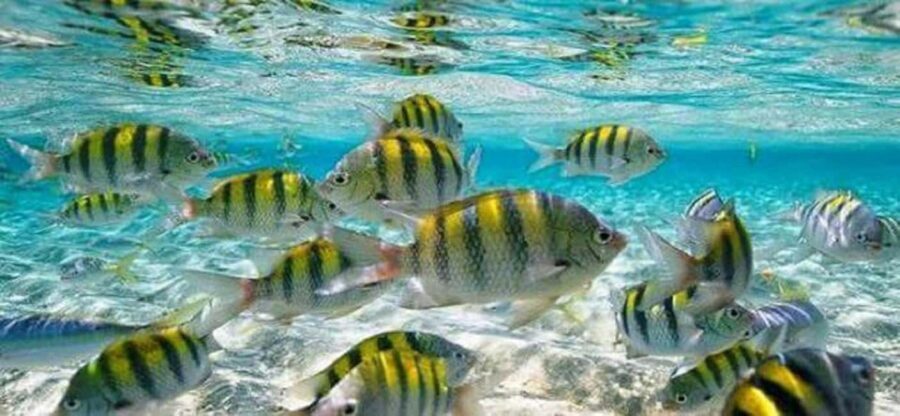 From Puerto Plata: Cayo Arena by VIP Speedboat and Snorkel - Key Highlights You’ll Care About