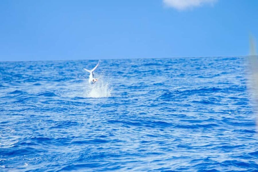 From Punta Cana: Deep Sea Fishing Tour by Boat with Drinks - Value and comfort check: why the small group matters