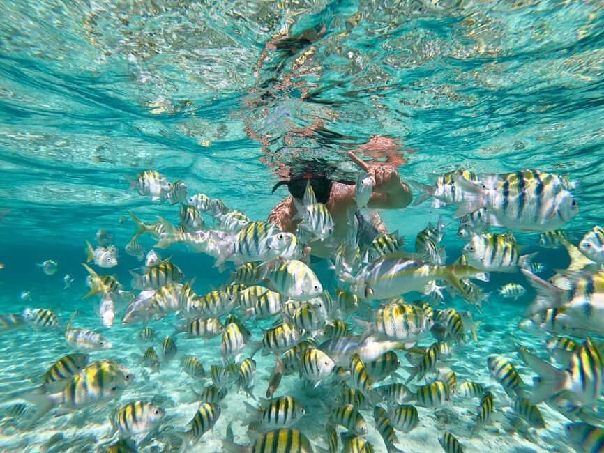 From Punta Cana: Exclusive Catalina Island Tour with Transportation and Lunch - What to bring (and what to skip) for a smoother day