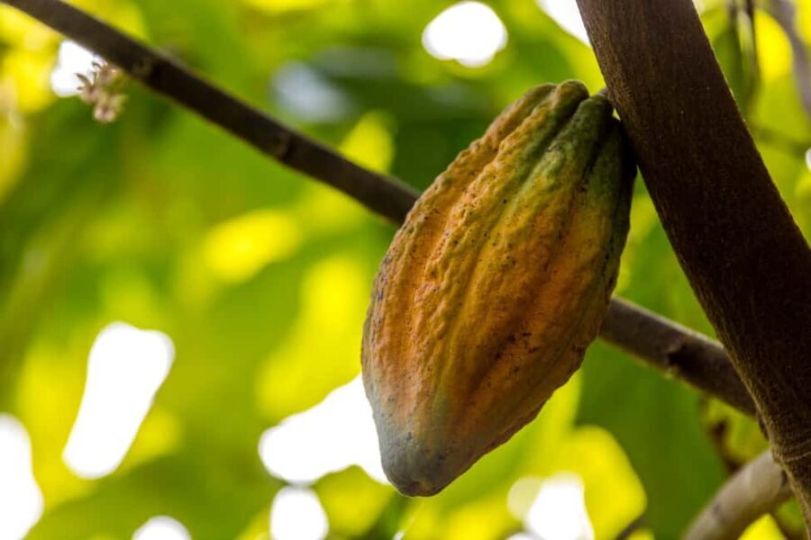 From Punta Cana: Full-Day Island Tour with Lunch - Sugarcane, rum tasting, and cigar craft: the morning that moves fast