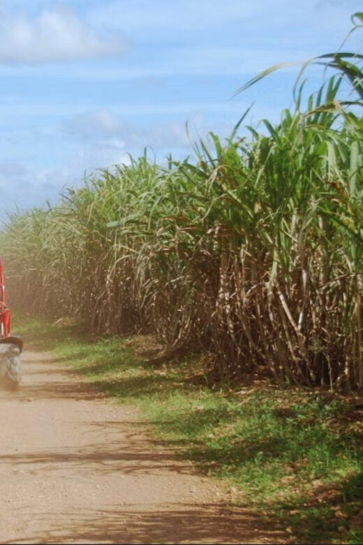 From Punta Cana or La Romana: Sugarcane Fields Buggy or Quad - Who Should Book This Tour (and Who Should Skip It)