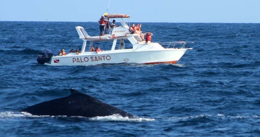 From Punta Cana: Samana Bay Whale-Watching Cruise with Lunch - Key things to know before you go