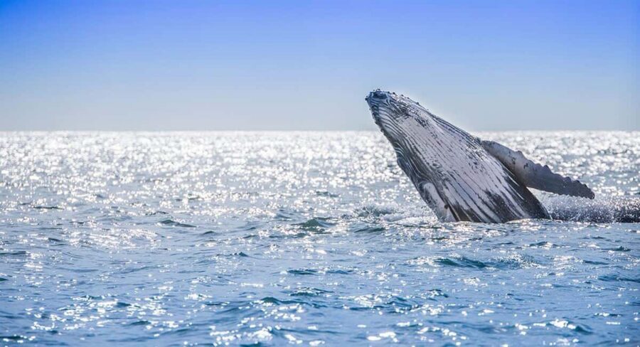 From Punta Cana: Samana Bay Whale-Watching Cruise with Lunch - Should You Book This Samana Bay Whale Cruise With Lunch?
