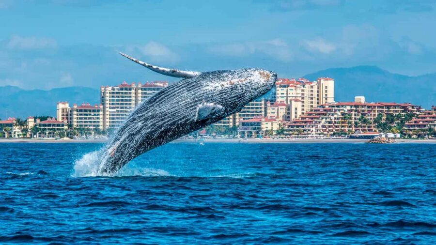 From Punta Cana: Samana Bay Whale-Watching Cruise with Lunch - Why Samana Bay Whale Watching Works From Punta Cana