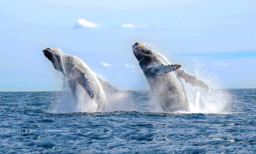 From Punta Cana: Samana Bay Whale-Watching Cruise with Lunch - On the Water: Humpbacks, Jumps, and What to Actually Watch For
