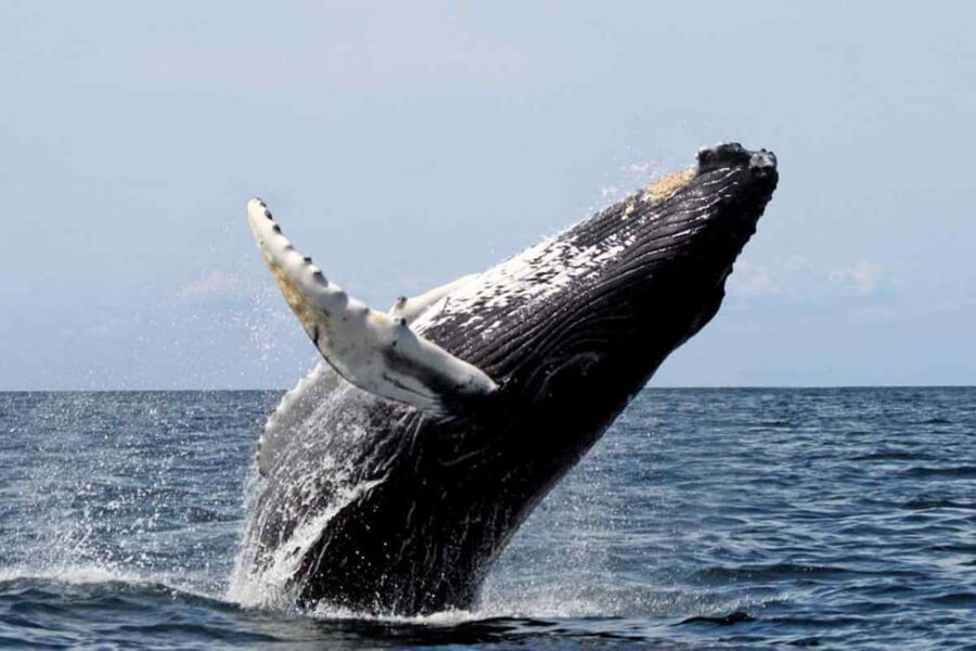From Punta Cana: Samana Bay Whale-Watching Cruise with Lunch - Price and Value: Is $140 Worth It?