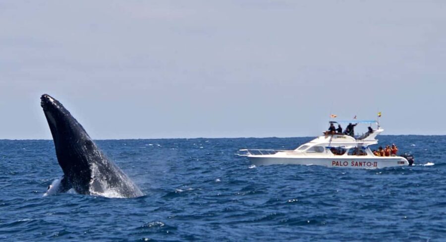 From Punta Cana: Samana Bay Whale-Watching Cruise with Lunch - Who This Cruise Fits (and Who Might Want a Different Plan)