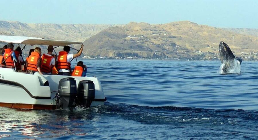 From Punta Cana: Samana Bay Whale-Watching Cruise with Lunch - Quick Practical Tips Before You Go