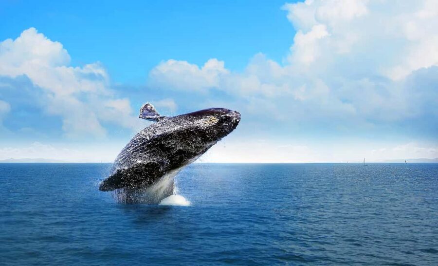 From Punta Cana: Samana Bay Whale-Watching Cruise with Lunch - The 8-Hour Game Plan: Boat + Beach, With Transfer Included