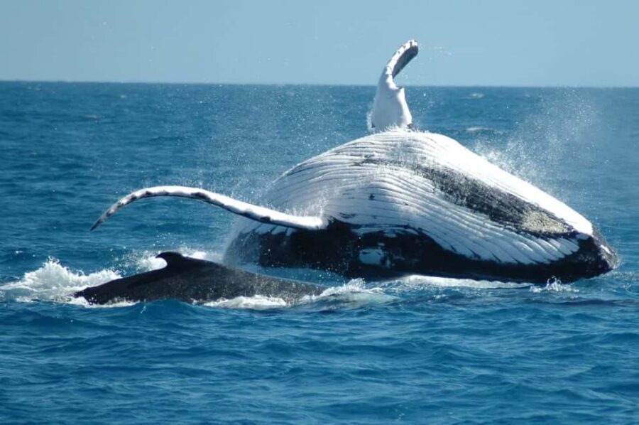 From Punta Cana: Sanctuary Whale Watching Day Trip - Humpback Whales in a UNESCO Sanctuary: What You’re Really Paying For
