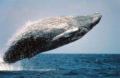 From Punta Cana: Sanctuary Whale Watching Day Trip - Punta Cana to Sabana de la Mar: the day starts early (and includes real travel time)